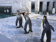 旭川駅バスターミナル６番のりばから旭山動物園に行きました