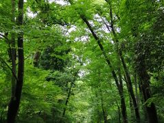 美の祈願後、糺の森を通って下鴨神社へ。
糺の森は賀茂御祖神社の参道で、縄文時代から生き続けている広い森でもあります。