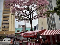 【サンパウロの東洋人街の桜】

地球（日本）の真裏にある日本。
そこにある東洋人街（旧日本人街）にあるリベルダージ広場。