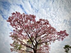 【サンパウロの東洋人街の桜】

「戦後、もう日本には帰れないとブラジルに永遠に根を下ろすと覚悟した日系移民達は『...それならここに日本の桜を...』と植え始めたんだそう。