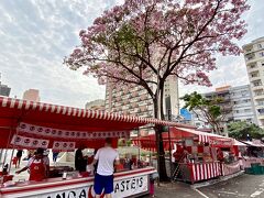 【サンパウロの東洋人街の桜】

その昔、日系移民たちが持ち込んだ、日本の真裏で大きく咲き誇る『～Sakura～』