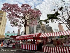 【サンパウロの東洋人街の桜】

ただ亜熱帯性気候のサンパウロでは、いろいろな桜を試したそうだが、結局、気候の似ている「沖縄」から持ってきた『ヒマラヤ桜』しか根付かなかったんだとか...