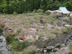 レンタカーを借りてまず目指すのは
八重桜で有名な一心寺。
桜の季節にビンゴ！と思って行ったのですが
今年は1週間早かったようで
見事に葉桜でした。
我が家はどこへ行っても1週間ズレ；
