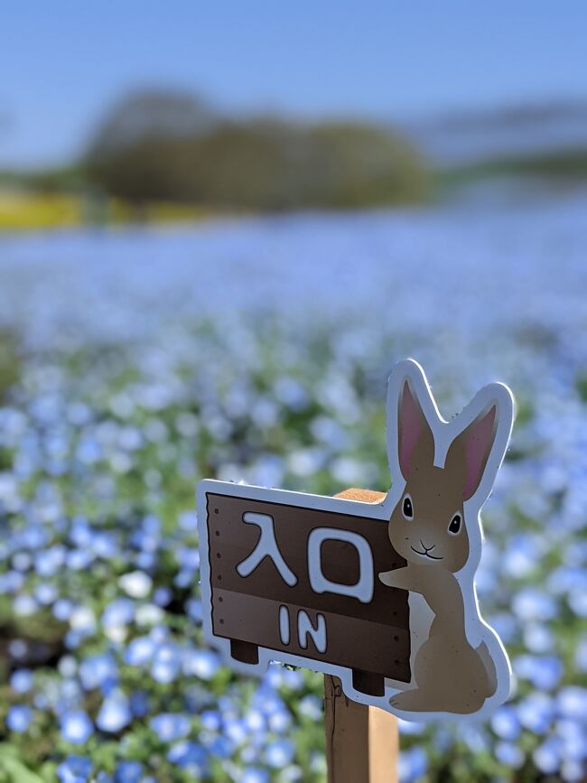 何年越し 念願のネモフィラと袋田の滝 ひたちなか 茨城県 の旅行記 ブログ By Sunnydoll Mさん フォートラベル