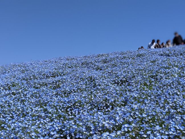 何年越し 念願のネモフィラと袋田の滝 ひたちなか 茨城県 の旅行記 ブログ By Sunnydoll Mさん フォートラベル