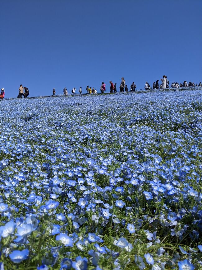 何年越し 念願のネモフィラと袋田の滝 ひたちなか 茨城県 の旅行記 ブログ By Sunnydoll Mさん フォートラベル