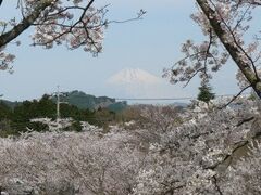 さくらの里　見事な桜が見られた　富士山もうっすら