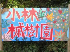 「小林もみじ園」
「花と緑の振興センター」の隣りにある、もみじ専門の植木屋さんです。
入園無料ですが、私有地に入るのでマナーは守ります。