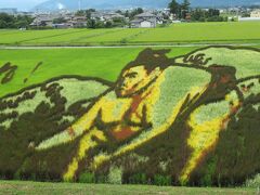 ７種類の稲が使われているそうで会場内のプランターに見本の稲が植えられていました
