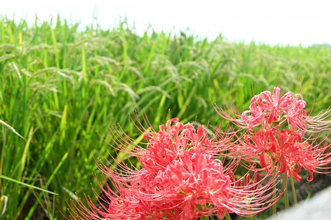 そうだ お彼岸にヒガンバナを見に行こう 花の寺 円照寺 加古川 播磨 高砂 兵庫県 の旅行記 ブログ By ぶたくまさん フォートラベル