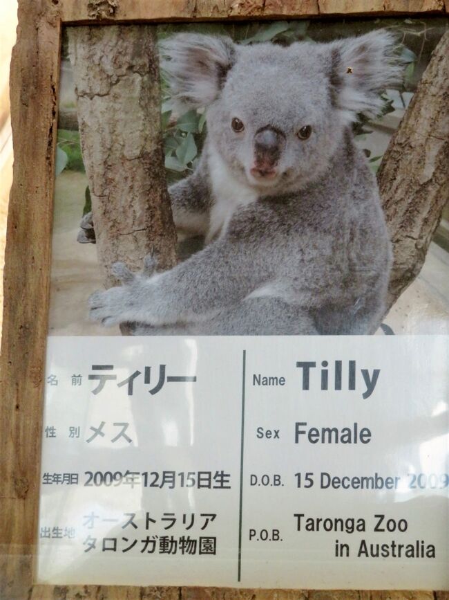 春のレッサーパンダ遠征~名古屋・福知山・鯖江廻り(5)東山 春のレッサーパンダ遠征~名古屋・福知山・鯖江廻り(5)東山