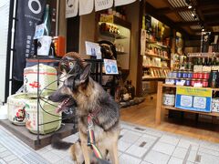 朝食してチェックアウトした後、まずは道後温泉を観光へ。

商店街にて。
まだ午前10時前とのことで、商店街は閑散としていました。
その分、愛犬の写真撮影は撮りやすかったですね。