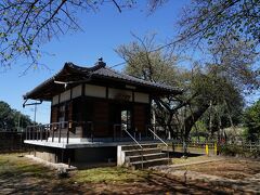 そして、小さな御堂があるだけの東光寺に辿り着いた。その傍らに、蒲桜が立っている。蒲冠者源範頼に因んだ桜で、日本五大桜のひとつである。天然記念物に指定された大正の頃は、大きな四つの枝に分かれていたそうだが、今は年老いて、株別れして残った部分が花を付けているそうだ。