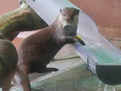 私(たち)の目的は、水族館のカワウソなので直行！
いたっ♪