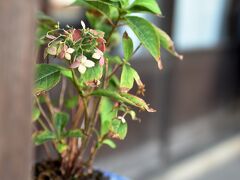 喫茶カヂノキの植木鉢