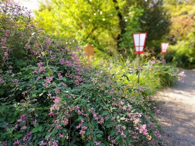 満開の萩トンネルと秋の花 下町商店街にニューウェーブ 東京の旅行記 ブログ By フォートラベルユーザーさん フォートラベル