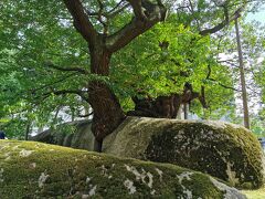 石割桜