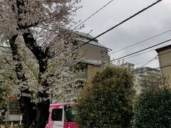 さくらトラムと桜