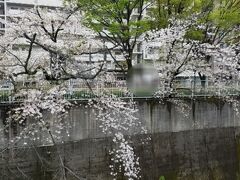 神田川に出ると桜が咲いていました