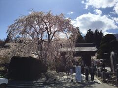 光前寺の枝垂れ桜①