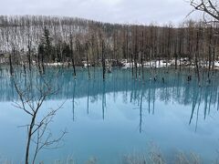 そのまま美瑛方面に行き、こちらも有名な「青い池」へ。
ウワサ通り、本当に青くて感動。これは人が集まるわけだ！ちょっと天気が悪い日のほうがより青く見えるとか見えないとか……。
そしてもう5月なのに雪が積もっててびっくり。青い池まわりの道もぬかるんでて歩きづらかった。。