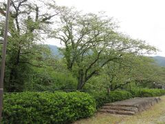 勝沼ぶどう郷駅沿いに600本ほどの桜が植えられています。桜の季節ではなかったために桜は咲いていませんでしたが、木々は多くの葉に覆われ、桜の季節を連想することができました。桜の季節に再訪しようと思います。

