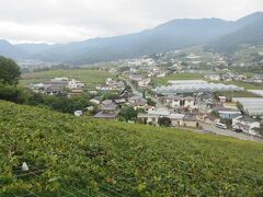 勝沼ぶどう郷駅近くの斜面一帯にぶどう畑があります。勝沼ぶどう郷です。観光ぶどう園も数多くあり、勝沼が葡萄産業で栄えていることがわかります。訪れた９月下旬、葉の下にぶどうの房を見ることができました。そろそろぶどうの終わる時季だと大善寺の方が教えてくれました。ぶどうの葉は少し黄色くなりかけていました。
