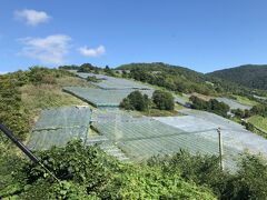 遠くから見ると、太陽光発電のソーラーパネルかと思いました。ぶどう棚です。