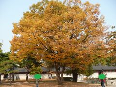 ソウル市内にある宮殿の中で、最も自然豊かな昌徳宮
この日は天気も良く、紅葉が色鮮やかでした