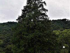 山口/岩国-9　岩国　吉香公園　　39/　　　3