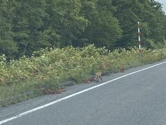 狐が道路脇にいました。