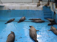 次に「稚内市立ノシャップ寒流水族館」へ。
入館して最初に出迎えてくれたゴマフアザラシ。