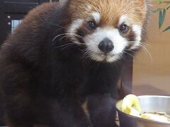 動物園到着。
まずはレッサーパンダ舎へ。