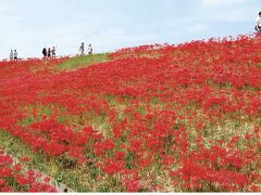 10日ほど前ならこんな彼岸花が見えたらしい。