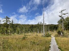 15分ほど歩くと、湿原エリアに到着！
良い雰囲気です。