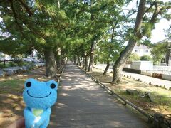 神の道

御穂神社の参道「神の道」に、樹齢200～400年の松並木が500ｍ続く
松って、それだけで一瞬で景色が「ザ・日本」になる。幹の力強さ、自由な枝ぶり、独特の葉がつくる陰影
いいね～