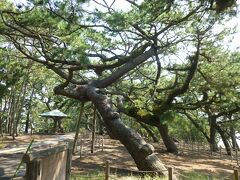 羽衣の松

御穂神社の御神体
天女が舞い降りたという羽衣伝説で有名な松