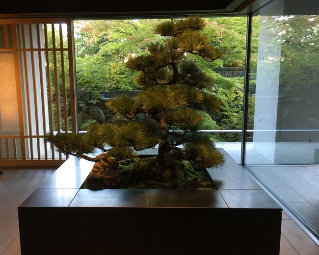 立派な松がお出迎えです。<br />