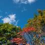 紅葉と秘湯を巡る秋の八幡平（１）　～岩手県側～