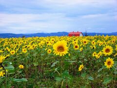 もう１０月だというのに、元気に咲いている「ひまわり」たち。
１番元気そうな「ひまわり」をセンターにして撮ってみる。

ファーム？の赤い屋根が、ワンポイントになっていい感じ♪