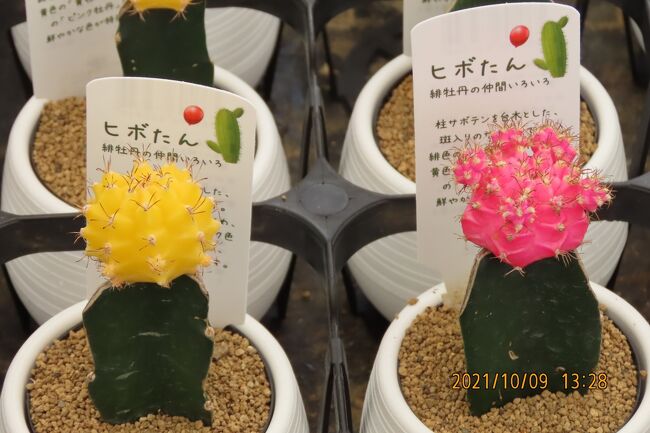 池袋西武百貨店9階にある「食と緑の空中庭園」を久しぶりに訪問③