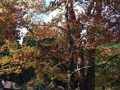 くるまやさんの隣は有明山神社です。
紅葉にはまだ早いですね。