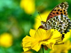 長年「花フェスタ記念公園」として親しまれてきましたが、
2021年10月9日「ぎふワールド・ローズガーデン」へ名称を変更。
原種・オールドローズから世界中の最新品種まで、
およそ6,000品種20,000株ものバラが観賞できます。
ネモフィラやヒマワリ、コスモスなどが大面積で鑑賞できる大花壇と、
世界最大級のローズガーデンが魅力の「世界に誇るバラと花々の大庭園」
バラや花々で彩るガーデンの美しい風景や情報などリアルタイムで発信