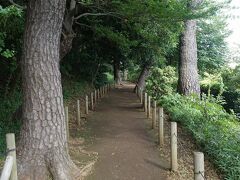 ●多摩川台公園＠東急多摩川駅界隈

木の根っこも注意しながら散歩します。
犬の散歩している人、ジョギングしている人、様々です。