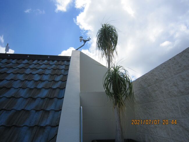 鉢植えの<br />木<br />うなだれていません。？