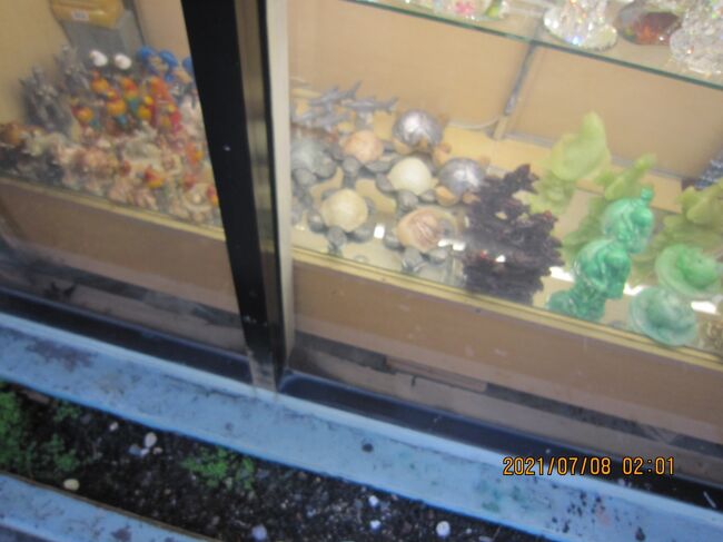 亀<br />こち<br />こい