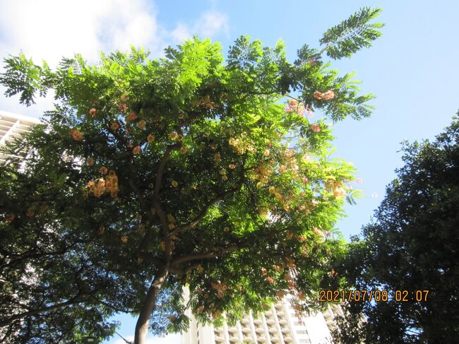 シャワーツリー<br />７．８月が最盛期<br />このころに来るのが