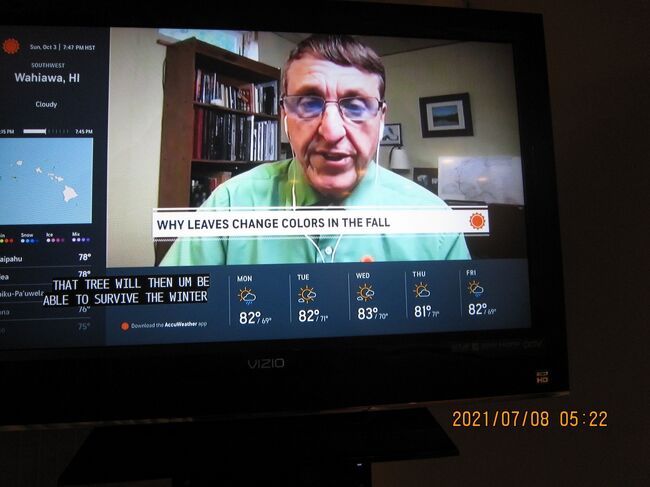 ふつう、木の葉は緑色をしています。では、まず、色が変わる説明をする前に、どうして木の葉は緑色なのかについてふれておきましょう。<br /><br />木の葉が緑色なのは、木の葉の中に、葉緑素（ようりょくそ）と呼ばれる緑色のつぶがたくさんふくまれているからです。この葉緑素には緑色のつぶだけではなく、黄色のつぶもありますが、こちらの方はあまり目立たないために、葉は緑色をしているのです。<br /><br />ところが、昼間の時間が短くなってすずしくなると、緑色の葉緑素はこわれてしまいます。すると、いままで目立たなかった黄色いつぶの色が見えるようになります。こうして、緑色の葉っぱが黄色く変化するのです。イチョウやプラタナスが黄色くなるのはこのためです。<br /><br />また、木の葉には、カエデやツタなど赤い色になるものもあります。こういう葉は、葉緑素がこわれるまでは黄色くなる葉といっしょですが、ちがうのは、その後に、葉の中に残っていた糖分（とうぶん）が変化して、赤い色ができるという点です。<br />とこの人が言ったわけではありません。