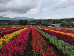 お目当てのパンを購入して、那須フラワーワールドに到着しました。

ここでは季節ごとの様々な花を楽しむことができます。
前回はルピナスの花で埋め尽くされていましたが、今回はケイトウ。