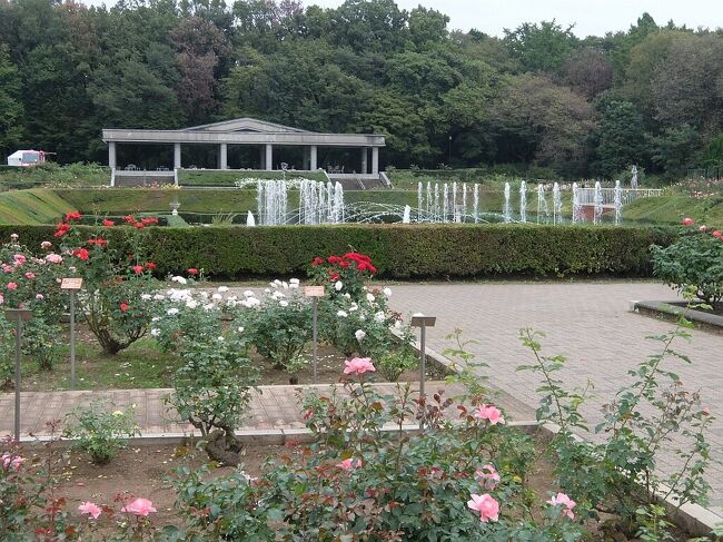 神代植物公園の秋バラやダリアなどと 隣接の深大寺 調布 狛江 東京 の旅行記 ブログ By Empenguinさん フォートラベル